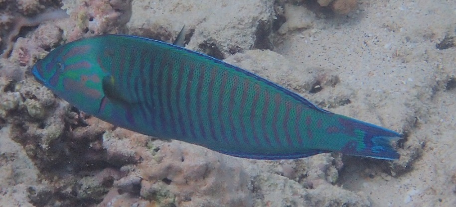 Initial adult phase of pastel ring wrasse at Ha